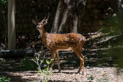 Ciervo colorado, una de las especies que pueden adoptarse