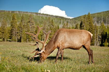 Ciervo o elk entre los tupidos bosques del parque.