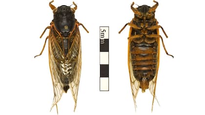 Cigarras periódicas, 2004