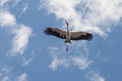 Cigüeña en vuelo.