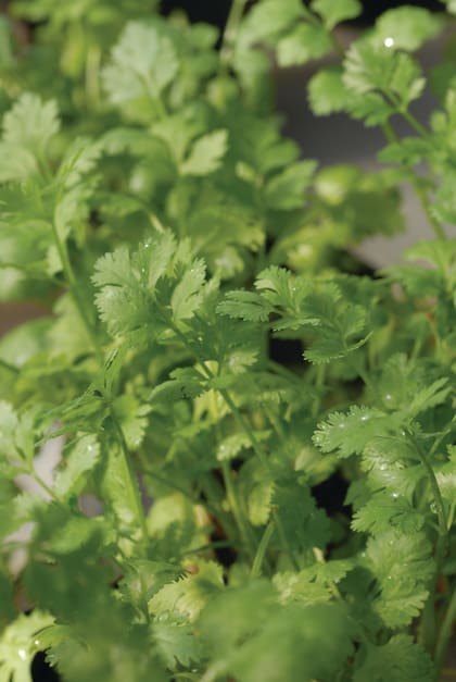 Cilantro