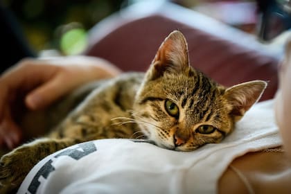 Cinco beneficios de la manzanilla para los gatos