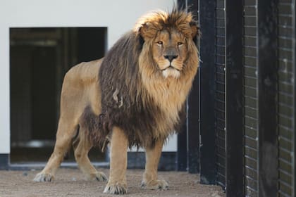 Cinco leones rescatados de la guerra en Ucrania comienzan una nueva vida en Inglaterra