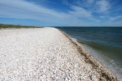 Punta Perdices, abundancia de caracoles en las afueras de Las Grutas