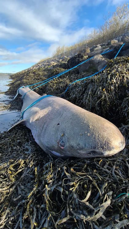 Cintíficos irlandeses hallaron un tiburón de 150 años muerto frente a las costas de Irlanda