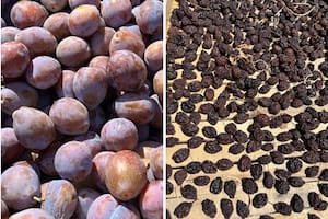 Ciruela fresca y deshidratada