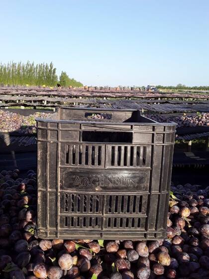 Ciruelas, otro producto de la firma. Disecadas venden 2500 toneladas por año