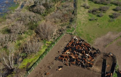 Citovich explicó que actualmente está utilizando el establecimiento de un amigo para reorganizar y clasificar los rodeos y definir el destino de los animales