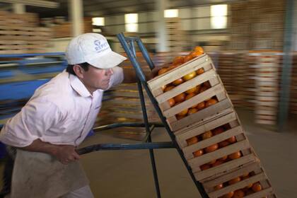 CITRICULTURA. INDUSTRIALIZACION DE CITRICOS. CITRICOLA PILONI. MONTE CACEROS. CORRIENTES. EL 30/8/2002