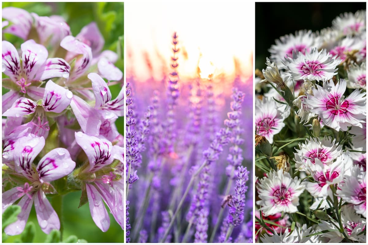 Clavel chino, lavanda y geranio limón son algunas de las plantas que pueden mantener a los mosquitos alejados durante el verano