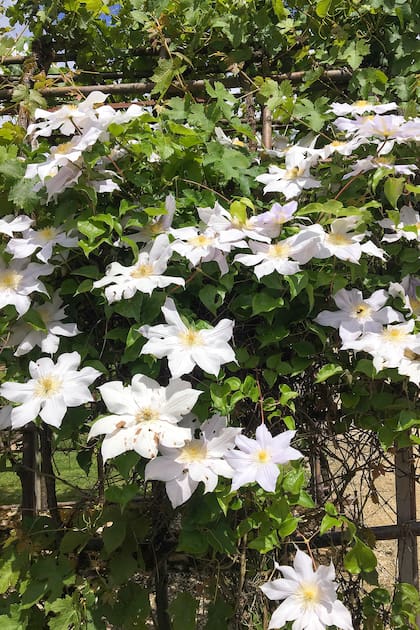 Clematis 'Madame Le Coultre' pasa inadvertida durante meses, pero cuando florece se convierte en una de las imágenes más impactantes del jardín