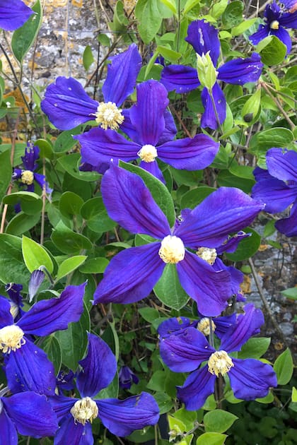 Clematis 'The President', con sus impactantes pétalos de color violeta