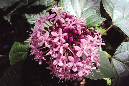 Clerodendrum bungei
Nativa de Asia, de porte arbustivo, no supera los 2,5 metros de altura. Tiene hojas de color verde medio, acorazonadas, con los márgenes levemente dentados; si se frotan, despiden un perfume no muy agradable.