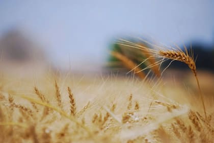 Clima de principios de enero no amenaza a cereales de invierno ucranianos, dicen meteorólogos