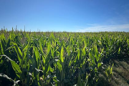Clima seco favorece siembra maíz y soja en Brasil y beneficiará en próximos días a Argentina: LSEG