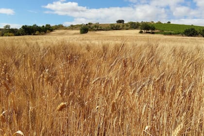 Clima seco favorecerá cosecha de trigo en Argentina, mientras que Brasil se enfrenta a lluvias: LSEG