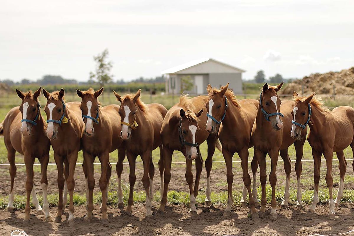 Clones de Virolita.
