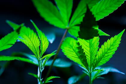 Clones de cannabis se exhiben para los clientes en Home Grown Apothecary, el 19 de abril de 2024, en Portland, Oregon