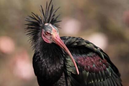 En la foto, un ibis. Los pájaros eran tan importantes para los egipcios que esta especie representaba a Tot, una divinidad