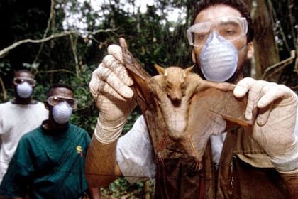 Investigadores que estudian el ébola tomaron muestras de murciélagos salvajes, que se cree que fueron la fuente de la "propagación" en humanos.