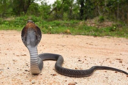 Cobra escupidora