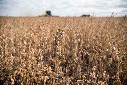 Cocecha de soja de segunda zona de Monte Buey Cordoba
