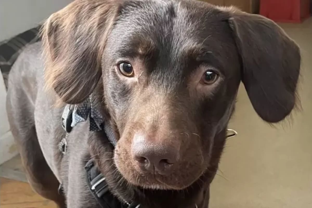 Coco causó un verdadero alboroto en el Reino Unido luego de que se conoció su diagnóstico