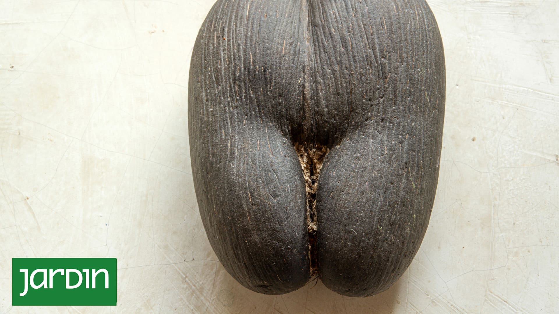 Coco de mer, la semilla más grande del mundo.