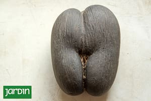 Coco de mer, la semilla más grande del mundo.