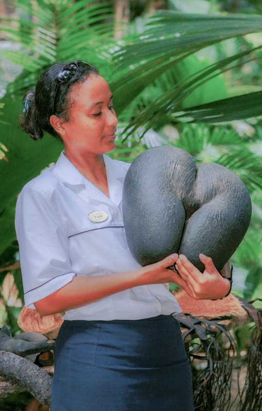 Coco de mer, la semilla más grande del mundo.