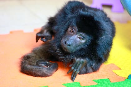 Coco, el mono carayá rescatado del maltrato en Belgrano