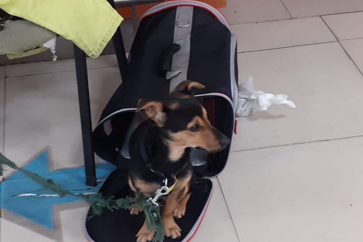 Coco fue retenido en el Aeropuerto Internacional de Ezeiza