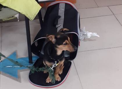 Coco se encuentra ahora en un canil en el sector de vuelos privados del aeropuerto de Ezeiza