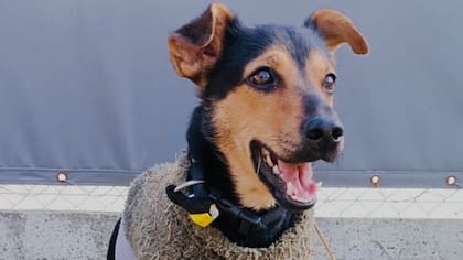 Coco tiene un año y medio