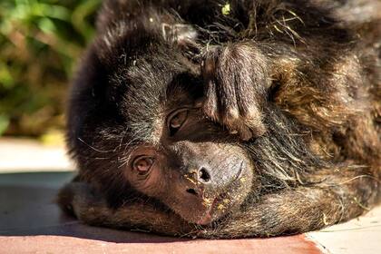Coco, un ejemplar de mono carayá, hoy bajo el cuidado de la Fundación Zorba