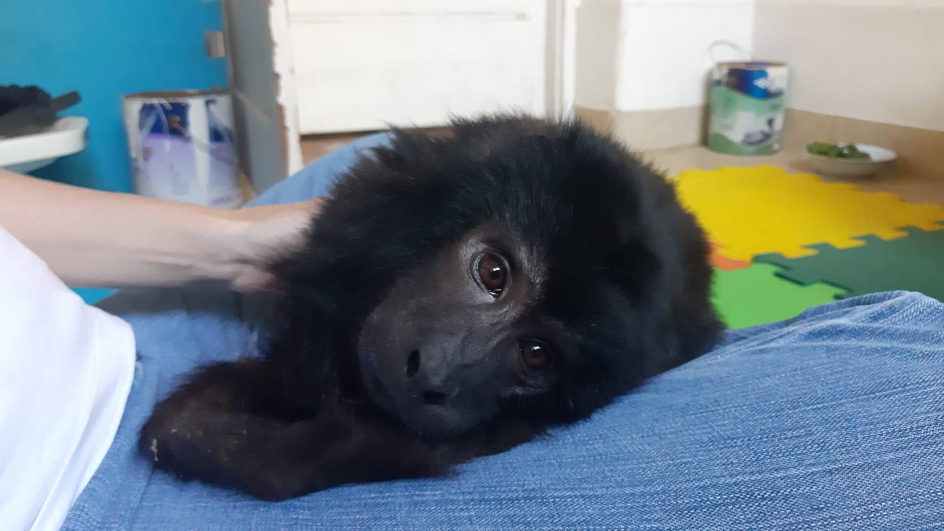 Coco ya no podrá volver a su hábitat natural, está condenado de por vida a depender de los humanos.