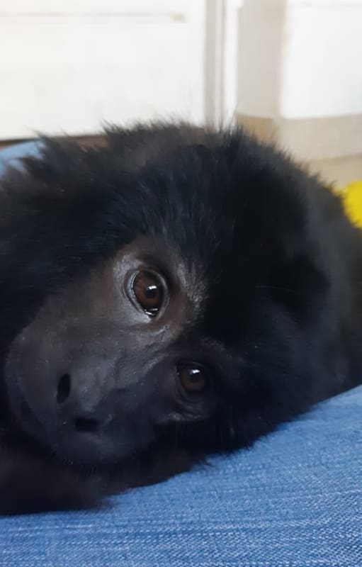 Coco ya no podrá volver a su hábitat natural, está condenado de por vida a depender de los humanos.