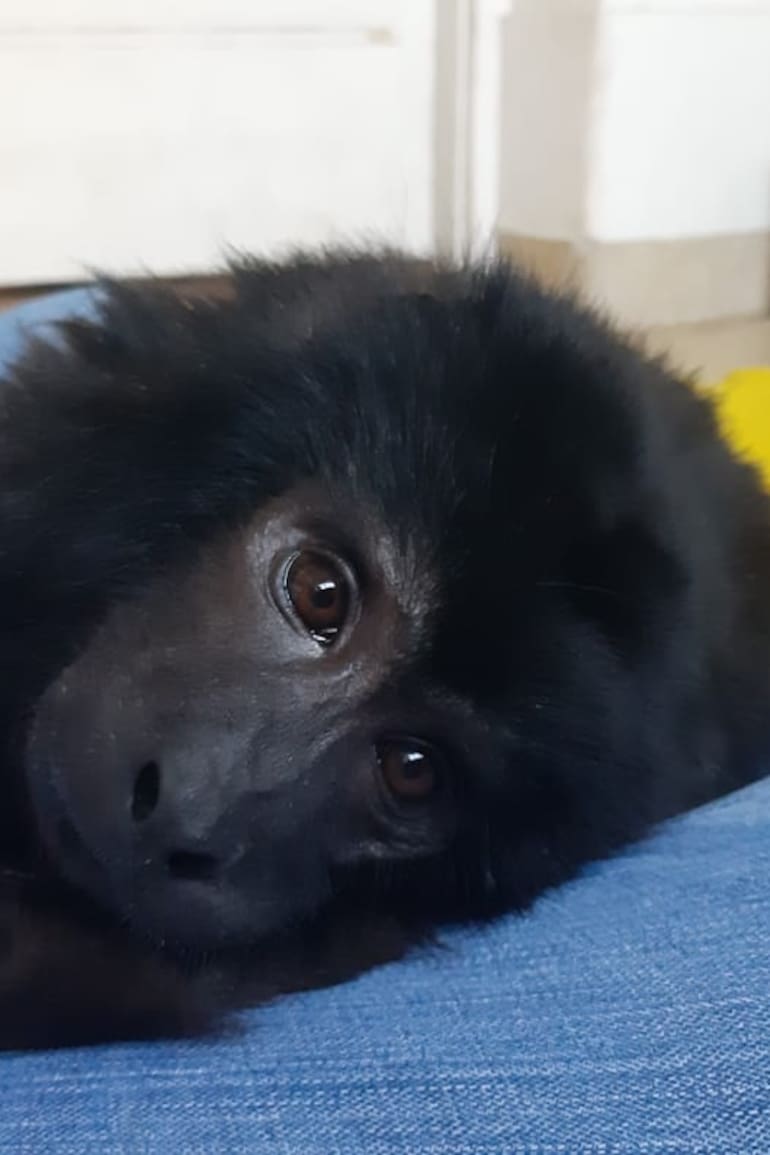 Coco ya no podrá volver a su hábitat natural, está condenado de por vida a depender de los humanos.