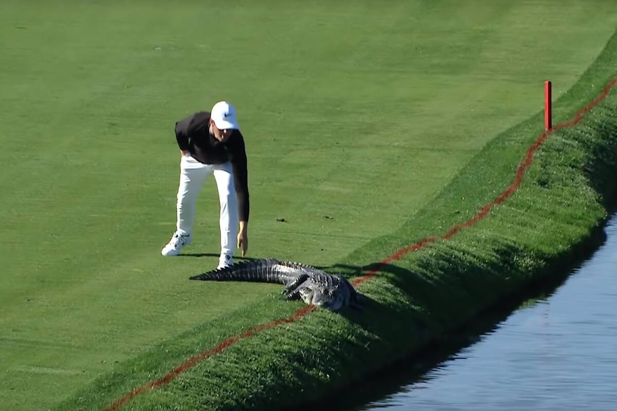 Coddy Gribble en el Arnold Palmer Invitational, con un cocodrilo