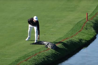 Coddy Gribble en el Arnold Palmer Invitational, con un cocodrilo