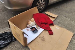 Codi fue rescatado y acobijado