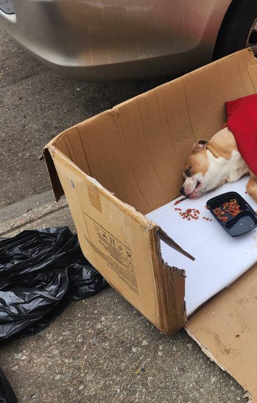 .Codi fue rescatado y acobijado