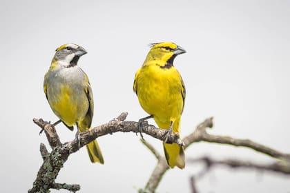 Codiciado por su canto melodioso, el cardenal amarillo es presa fácil del tráfico ilegal de fauna silveste.