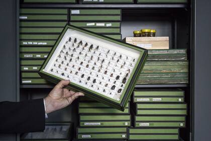 Parte de la colección de entomología, una de las más importantes de Argentina