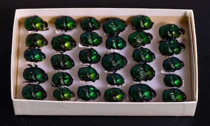 Colecciones de especímenes, como esta de escarabajos peloteros de México, mantienen sus colores en museos por mucho tiempo