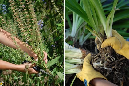 Colecta de semillas y división de matas, dos de las tareas jardineras para hacer en verano.