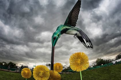 Colibrí, de Marcela Cabutti