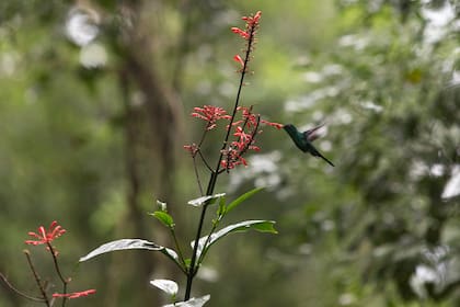 Colibrí en los jardines del lodge.