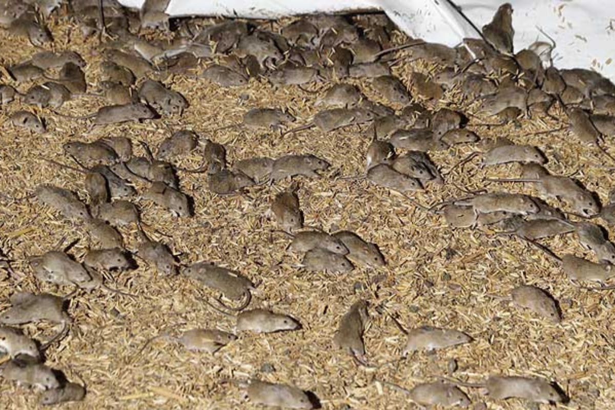 Colin Tink, un agricultor australiano, calculó que ahogó a 7.500 ratones con una trampa