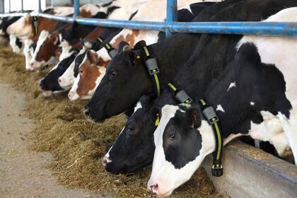 Collares con sensores para medir la alimentación de las vacas
